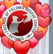 Friends of Felines Rescue Center Kitty Cam TV from USA